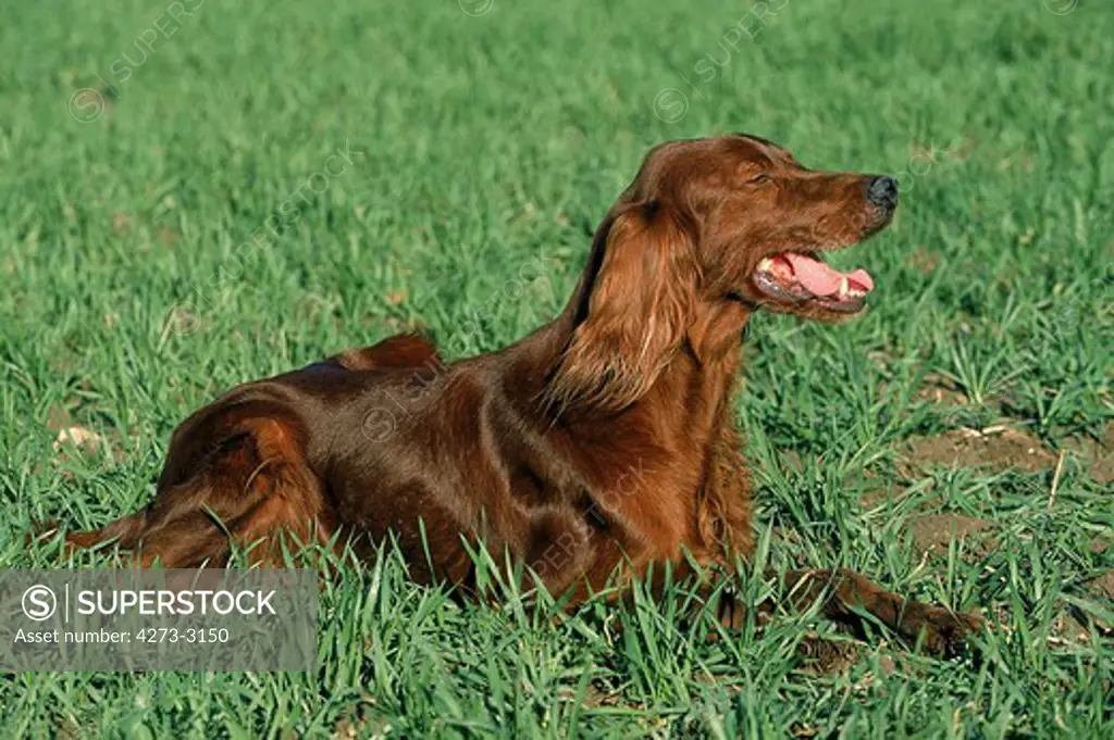 Irish Setter Or Red Setter Dog, Adult Resting On Grass
