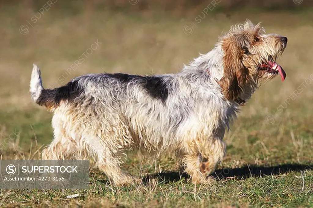 Basset Griffon Vendeen Dog, Adult Standing On Grass