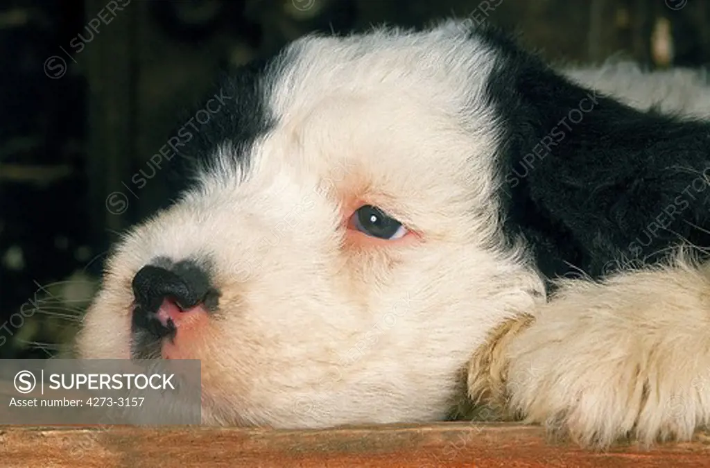 Bobtail Dog Or Old English Sheepdog, Pup Resting
