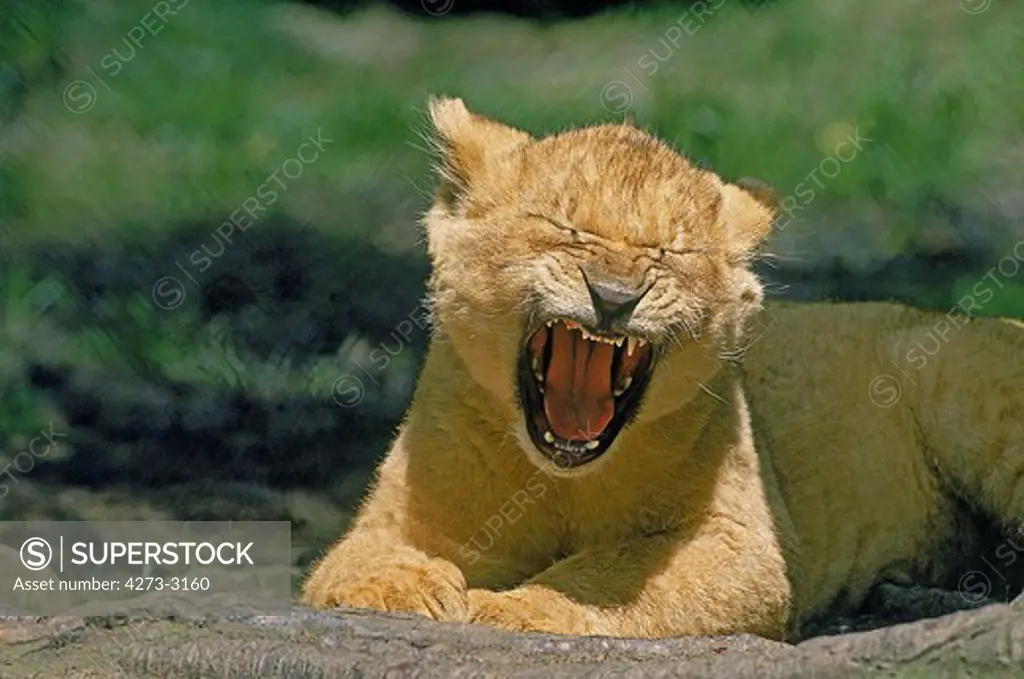 African Lion Panthera Leo, Cub Yawning