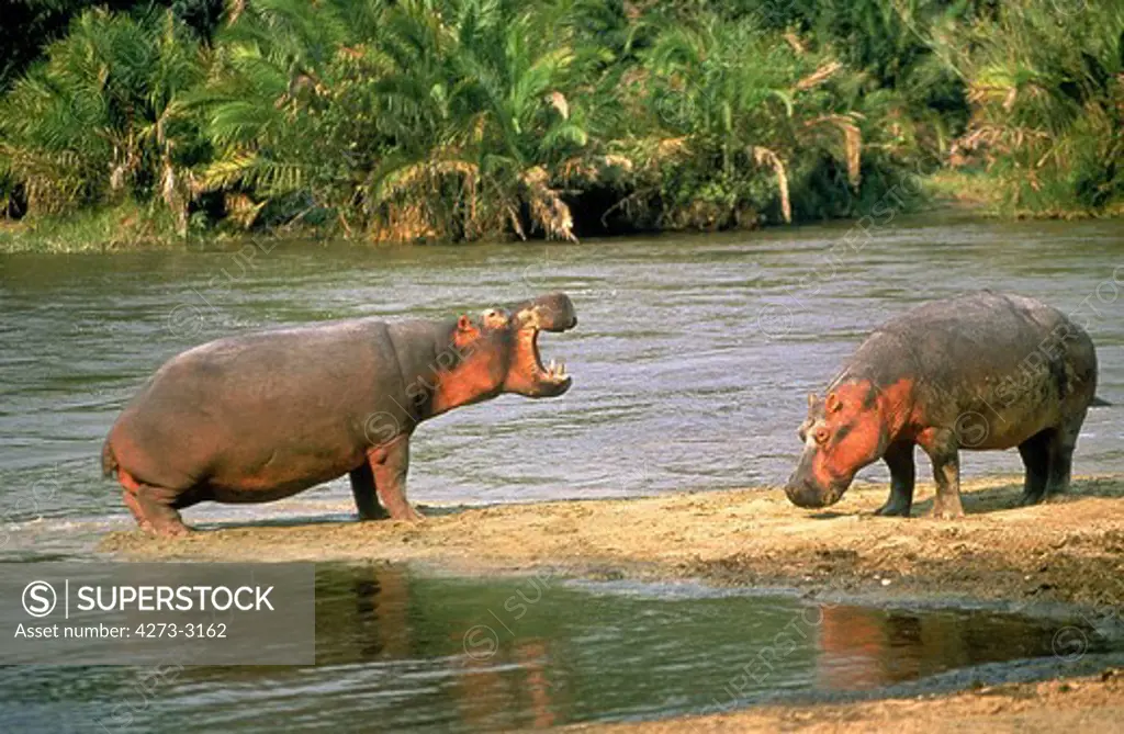 Hippopotamus Hippopotamus Amphibius, Pair At Mara River, Kenya