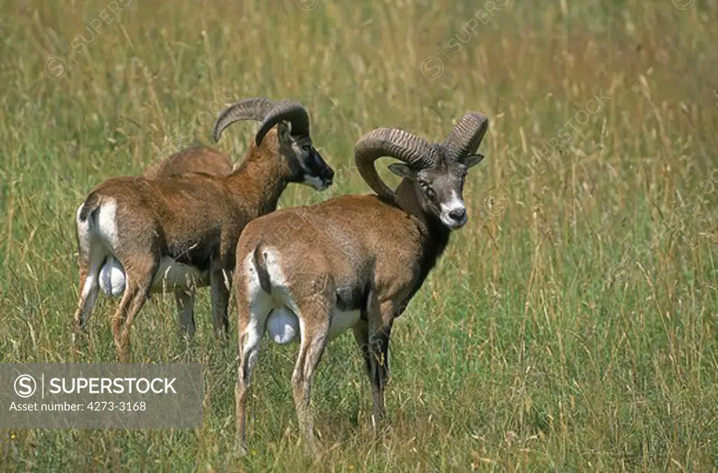 European Mouflon Sheep Ovis Ammon Musimon, Pair Of Males