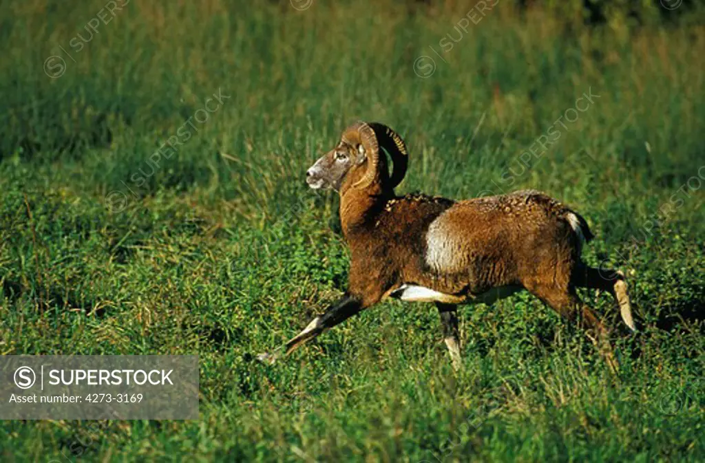 European Mouflon Sheep, Ovis Ammon Musimon, Ram Running