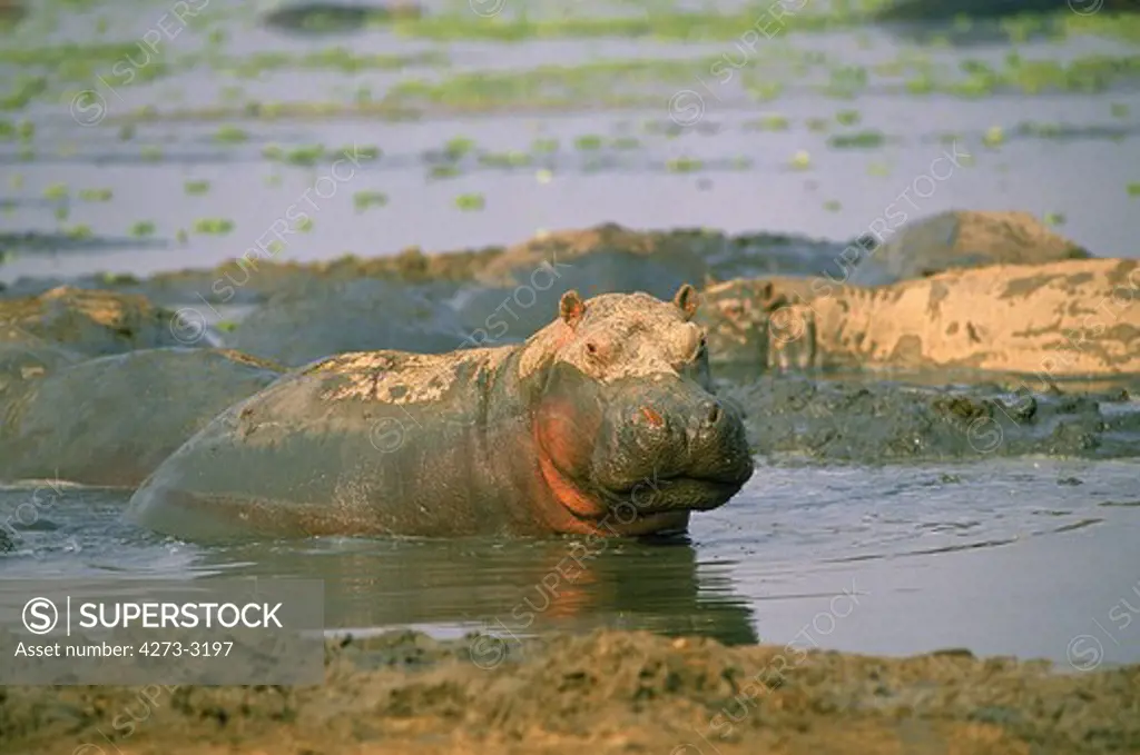 Hippopotamus Hippopotamus Amphibius, Adult Having Mudbath, Virunga Park, Congo