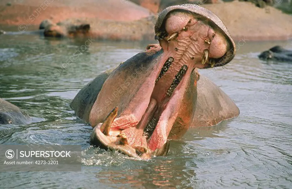 Hippopotamus Hippopotamus Amphibius, Adult Threat Displaying With Opened Mouth, Virunga Park, Congo
