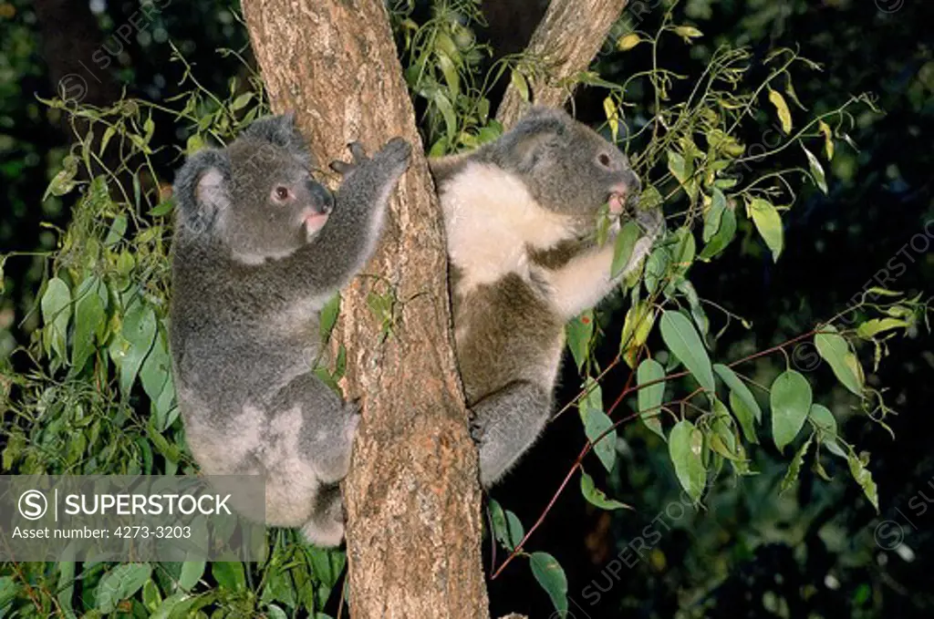 Koala Phascolarctos Cinereus, Adults Standing On Branch