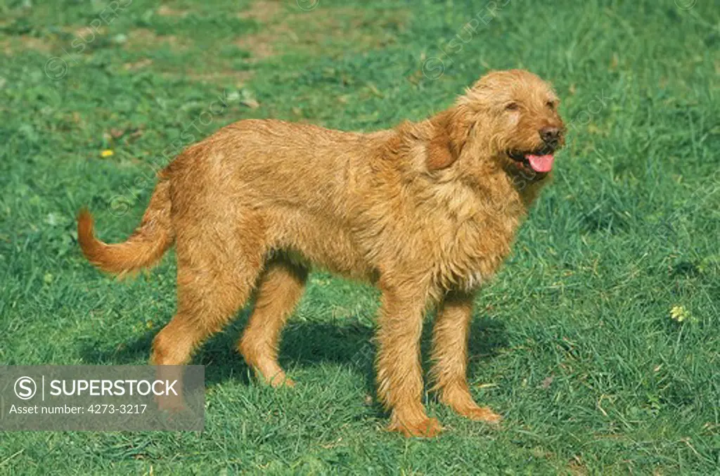 Fawn Brittany Griffon Or Griffon Fauve De Bretagne Dog, Adult Standing On Grass