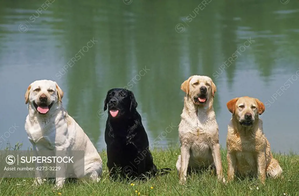Black And Yellow Labrador Retriever, Adults Sitting Near Water