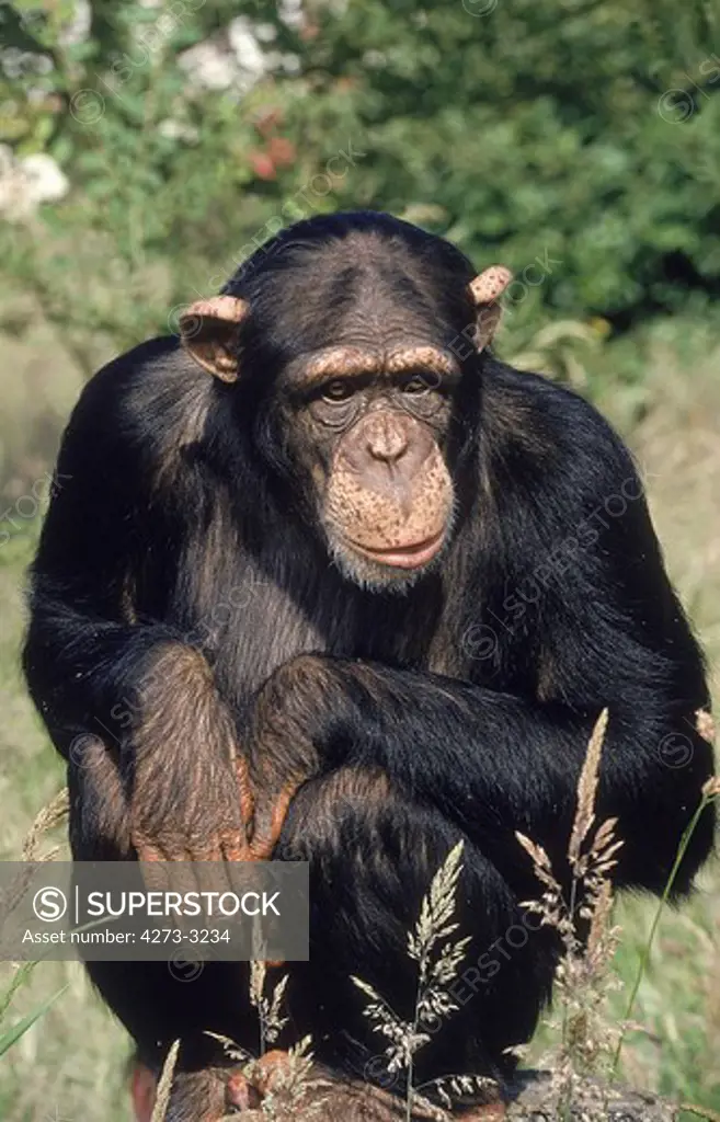 Chimpanzee Pan Troglodytes, Adult Sitting