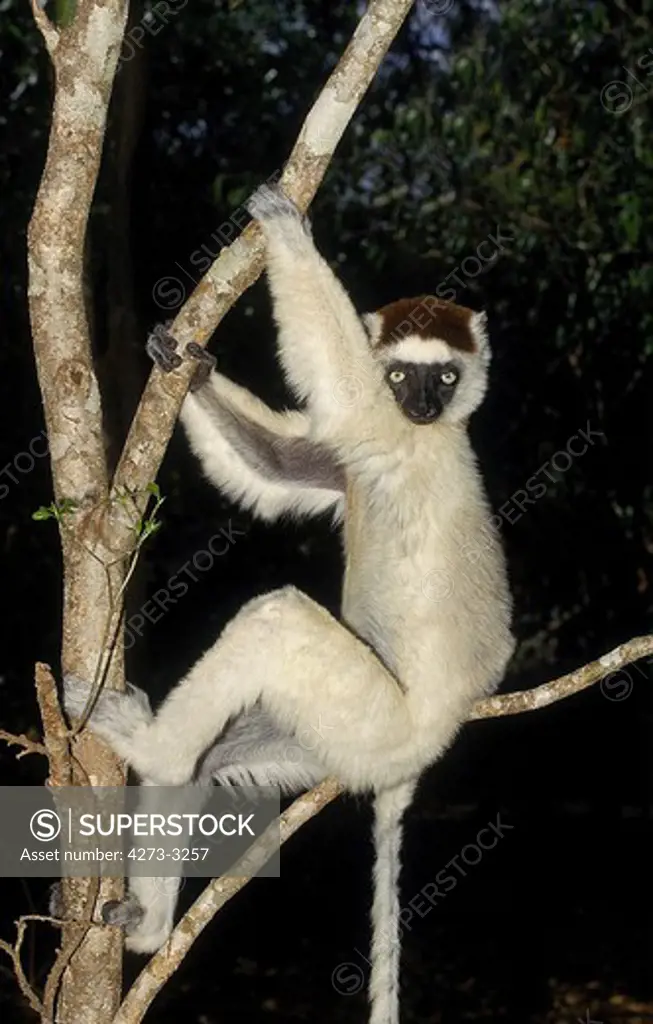 Verreaux'S Sifaka Propithecus Verreauxi, Adult Hanging In Tree, Berenty Reserve In Madagascar