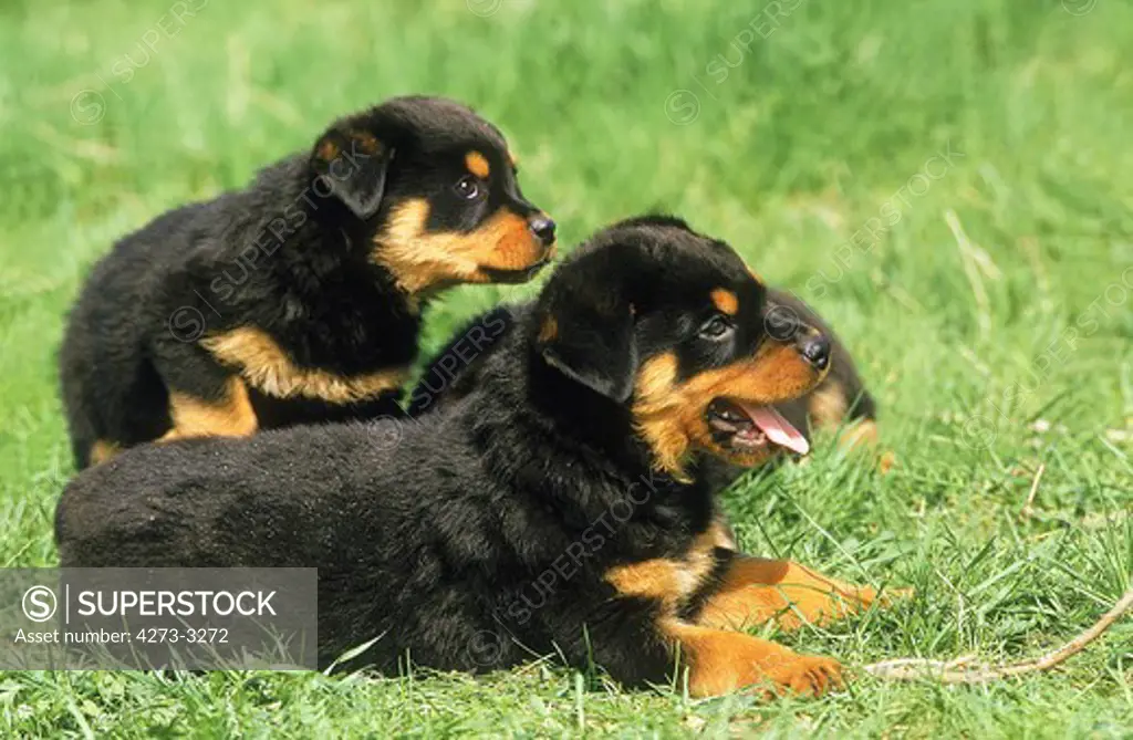 Rottweiler Dog, Pup Laying Down On Grass