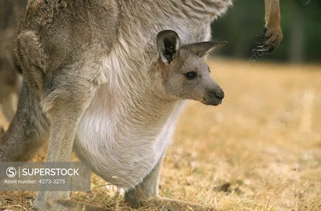 Eastern Grey Kangaroo Macropus Giganteus, Female With Joey In Pouch, Australia