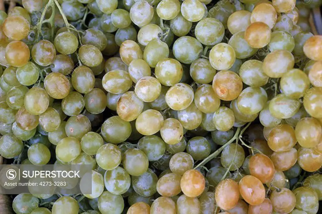 White Chasselas Grapes Vitis Vinifera