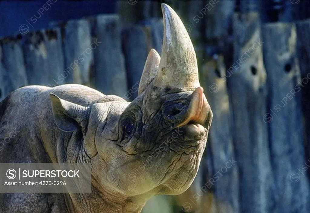 Black Rhinoceros Diceros Bicornis, Zoo In Germany
