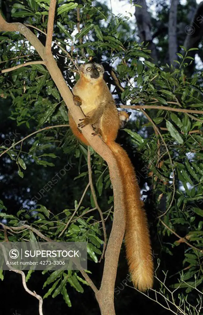 Brown Lemur Eulemur Fulvus, Adult Standing In Tree, Madagascar