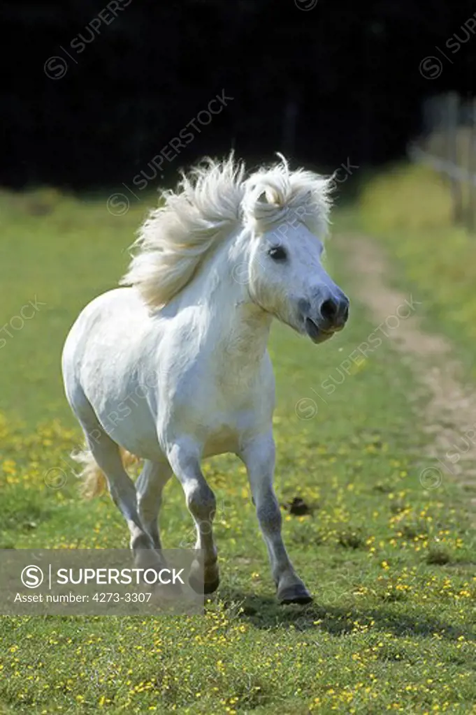Shetland Pony, Adult Galloping In The Paddock