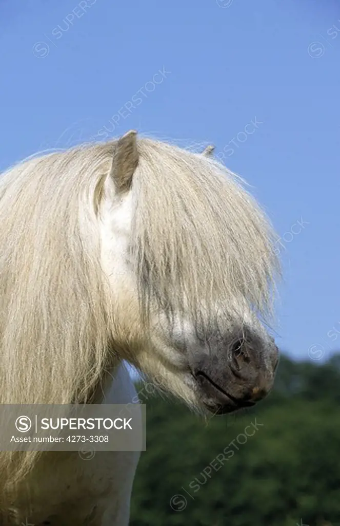 Shetland Pony, Portrait Of Adult With Long Mane