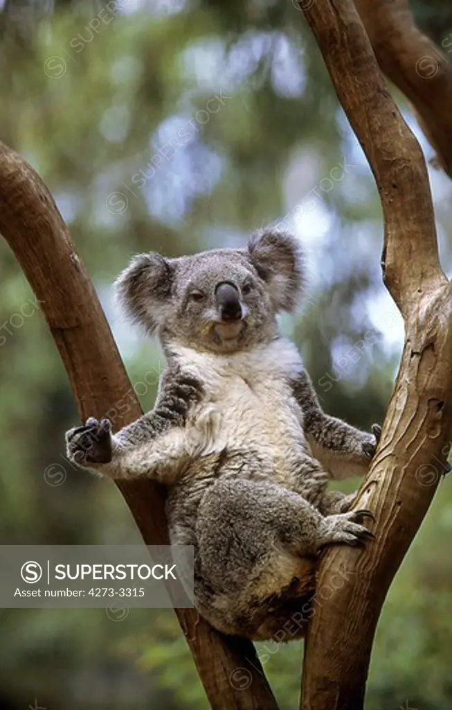 Koala Phascolarctos Cinereus, Adult Standing On Branch, Australia