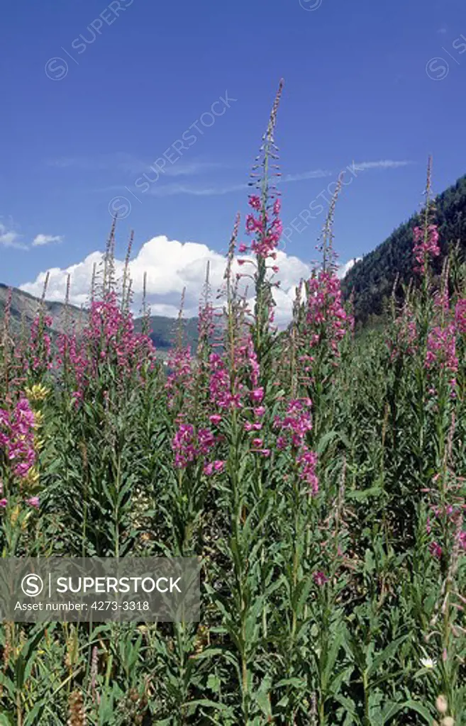 Rosebay Willowherb Epilobium Angustifolium, Near Sisteron In Alps, France