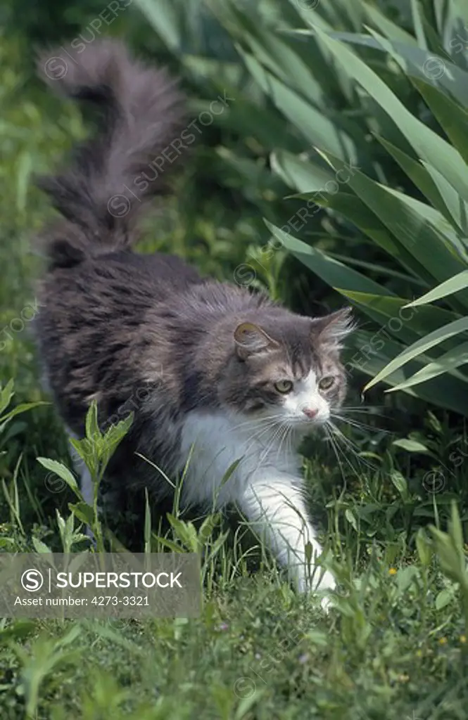 Angora Domestic Cat, Adult Walking On Grass