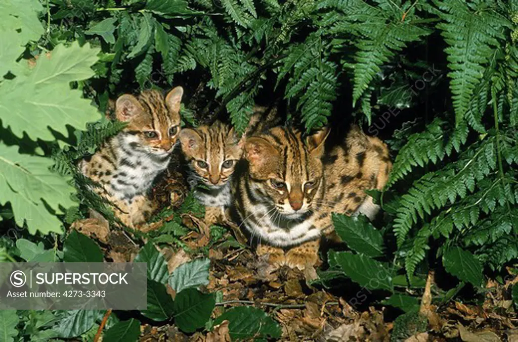 Leopard Cat Prionailurus Bengalensis, Female With Cub
