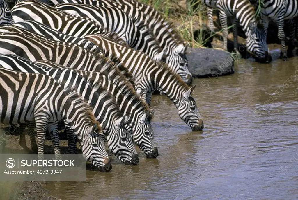 Burchell'S Zebra Equus Burchelli, Group Drinking Water, Masai Mara Park, Kenya