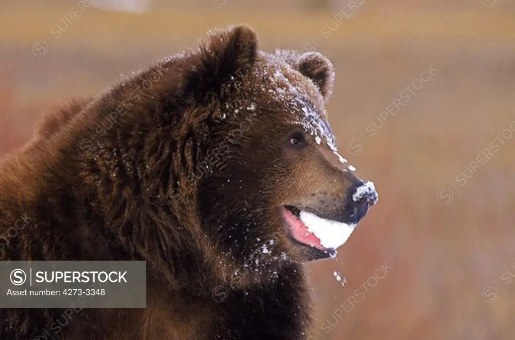 Kodiak Bear Ursus Arctos Middendorffi, Adult With Snow In Mouth, Alaska