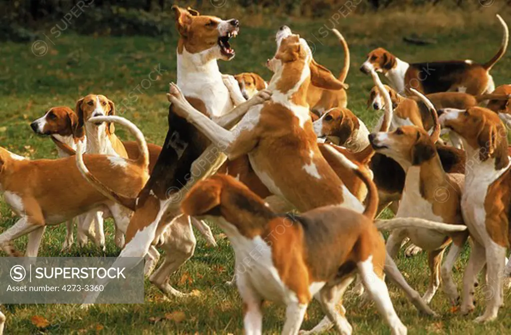 Great Anglo-French Tricolour Hound And Great Anglo-French White And Orange Hound, Adult Fighting