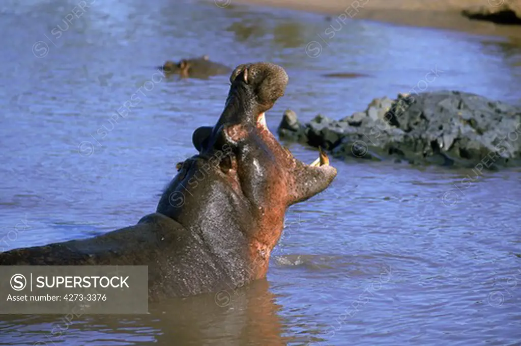 Hippopotamus Hippopotamus Amphibius, Adult Yawning, Mara River In Kenya
