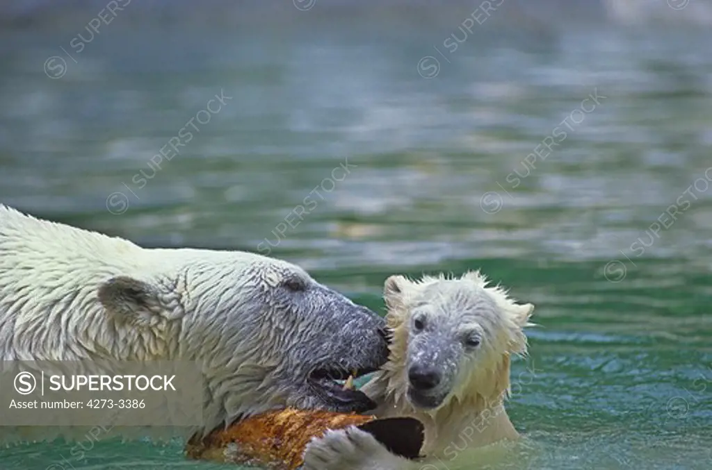 Polar Bear Thalarctos Maritimus, Mother With Cub Playing In Water With A Piece Of Wood