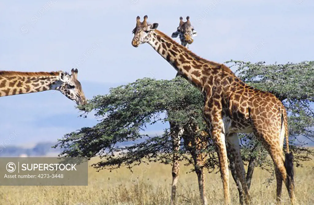 Masai Giraffe Giraffa Camelopardalis Tippelskirchi, Groupe Near Acacia Tree, Kenya