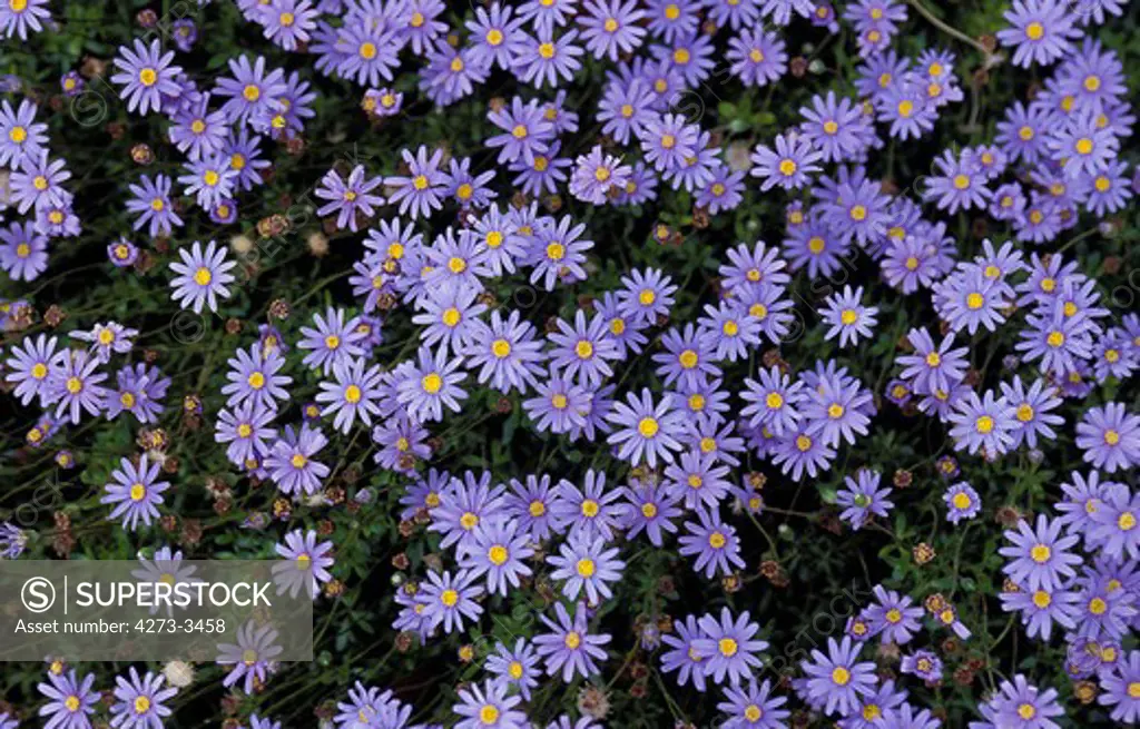 Flowerbed With Purple Flowers