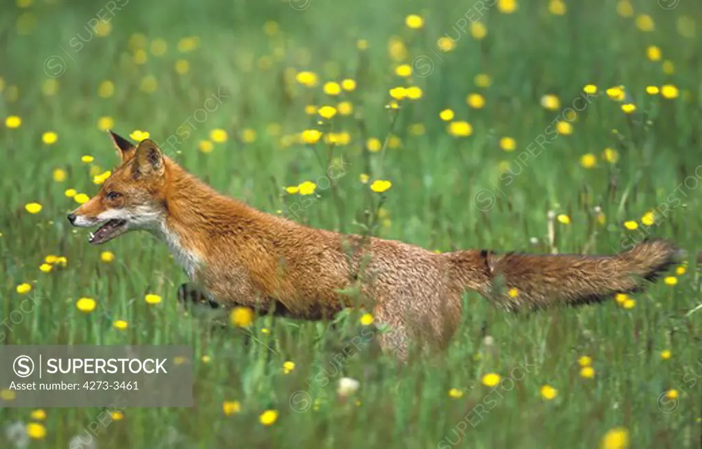 Red Fox Vulpes Vulpes, Adult Looking Around In Wild Flowers, Normandy