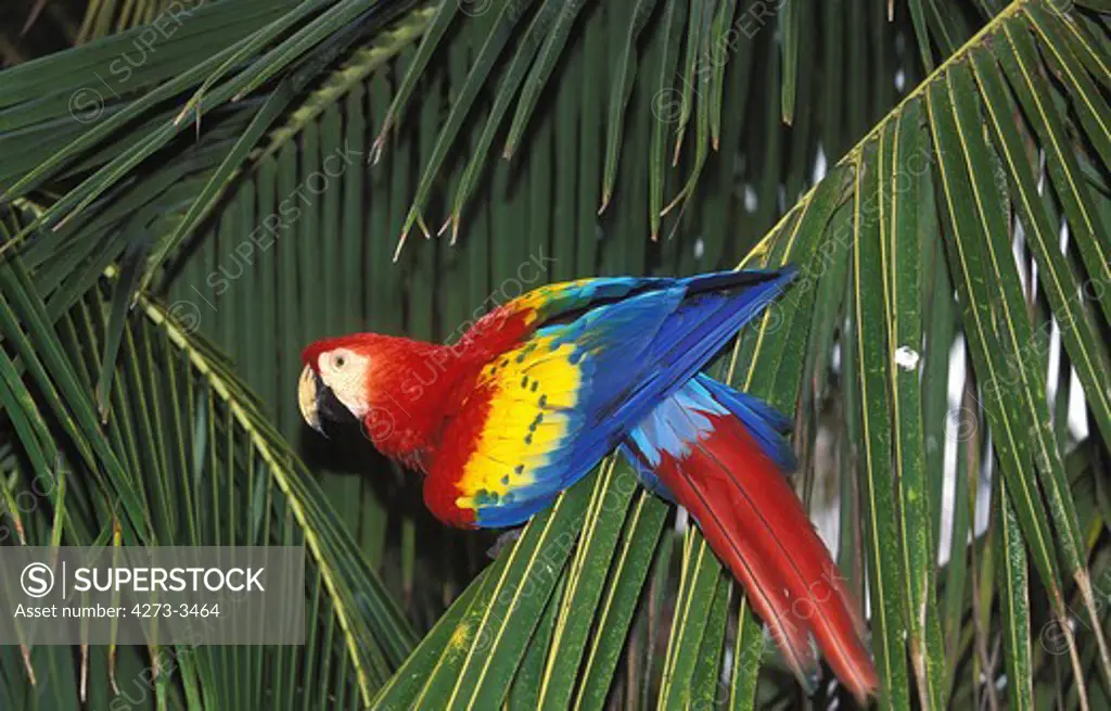 Scarlet Macaw Ara Macao, Adult