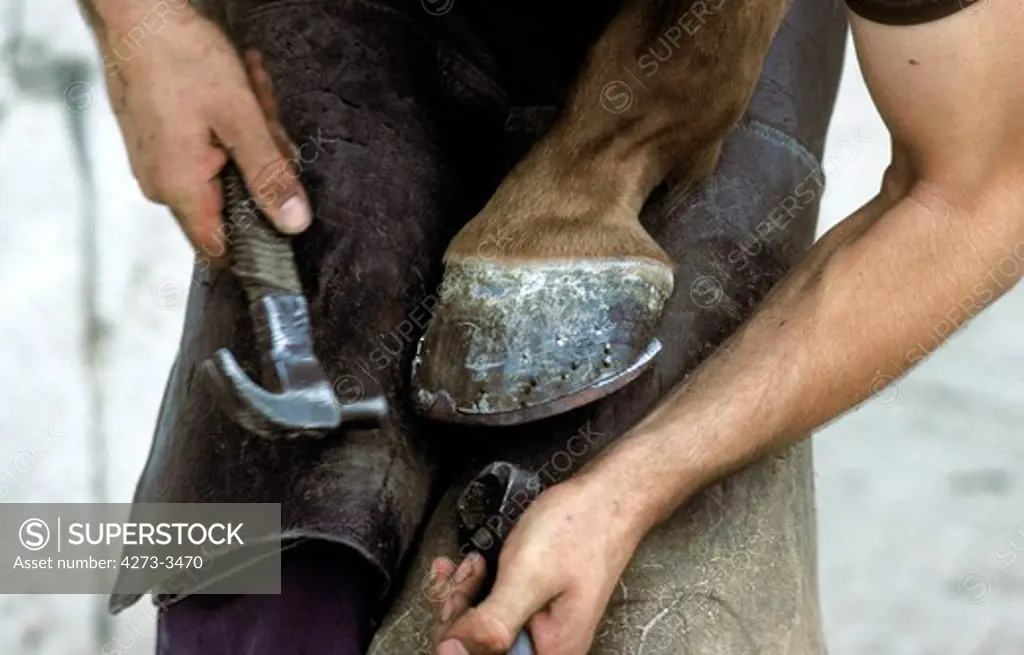 Blacksmith Shoding A Horse, Hitting Nail Into New Horses Shoe, Normandy