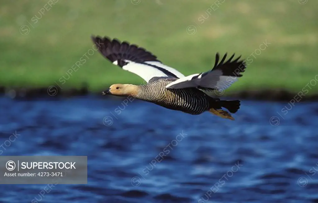 Magellan Goose Or Upland Goose Chloephaga Picta, Female In Flight, Antarctica