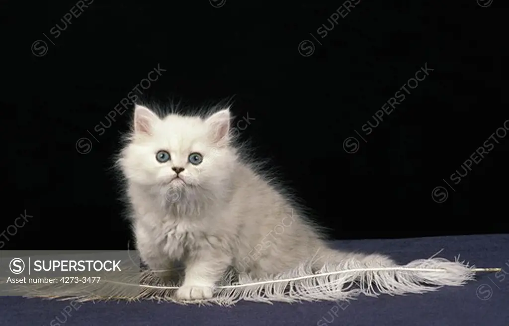 Chinchilla Persian Domestic Cat, Kitten Playsin With Feather Against Black Background