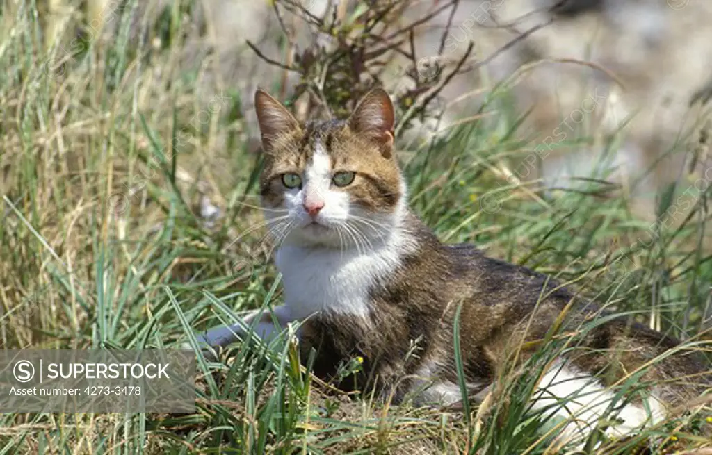 Brown Tabby And White Domestic Cat, Adult Standing In Long Grass