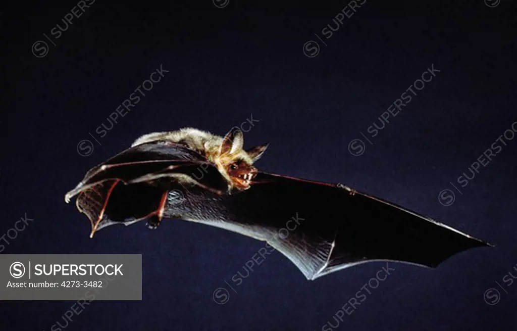 Mouse-Eared Bat Myotis Myotis, Adult In Flight