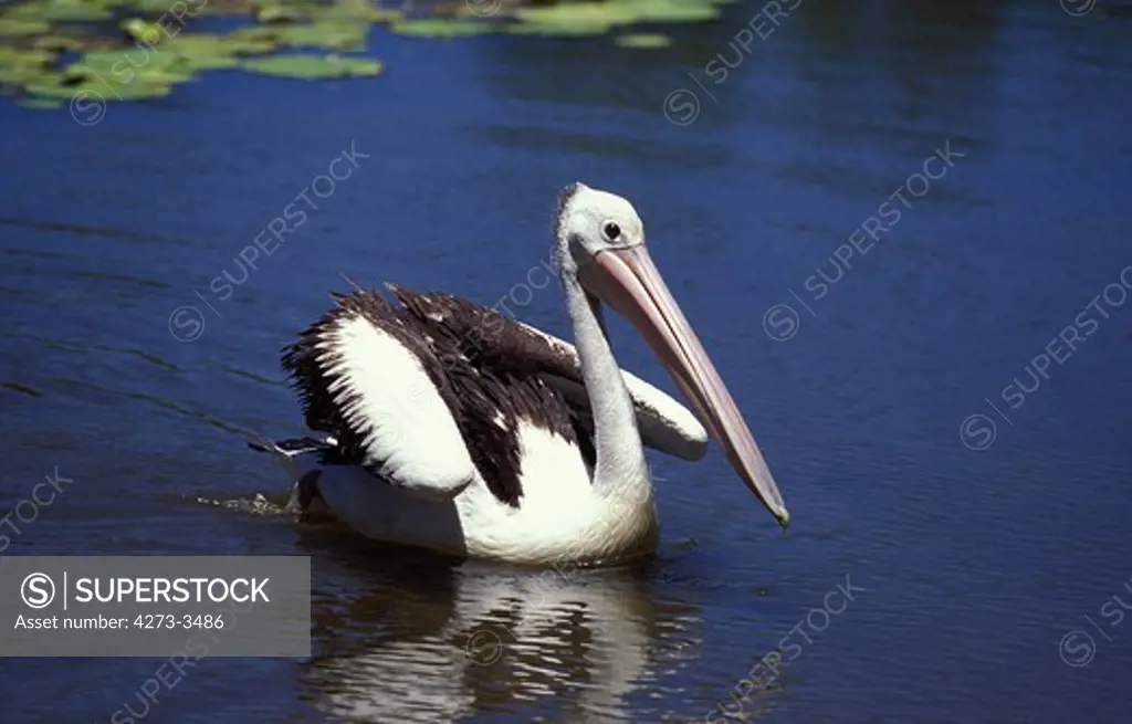 Australian Pelican Pelecanus Conspicillatus, Adult Standing On Water, Australia
