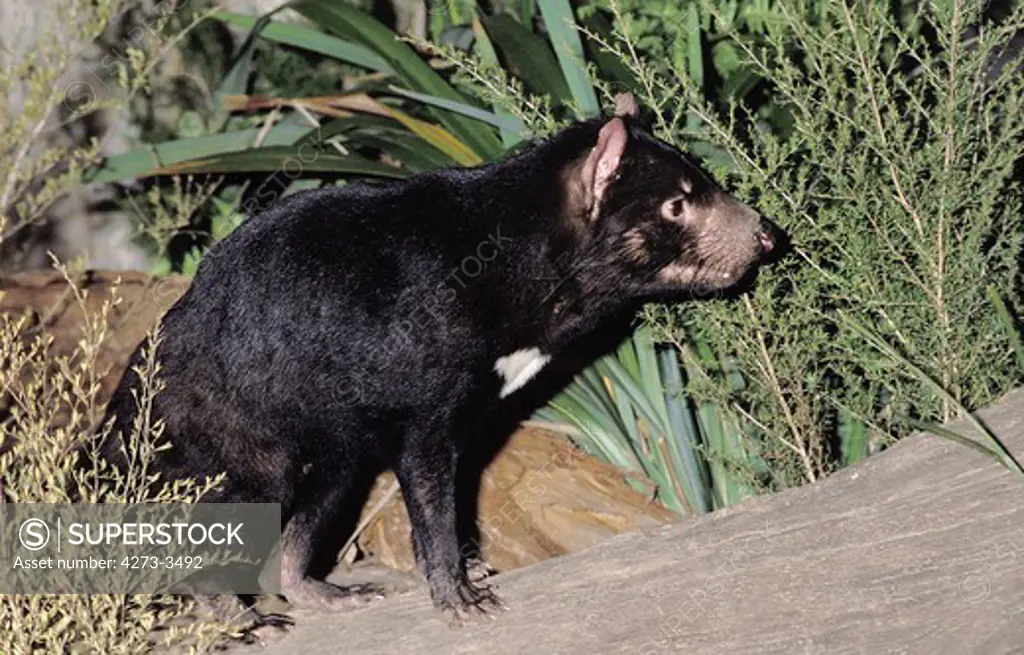 Tasmanian Devil Sarcophilus Harrisi, Adult