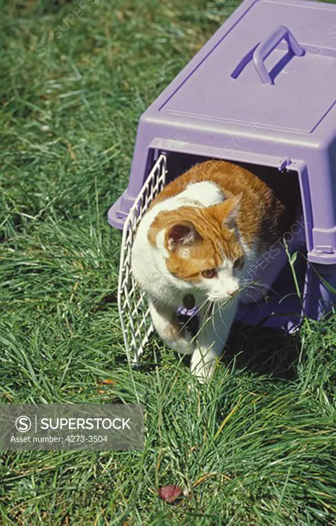 Red And White Domestic Cat Emerging From Cat Carry Box
