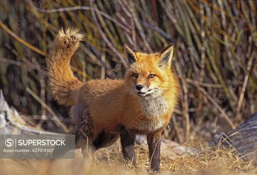 Red Fox Vulpes Vulpes, Adult, Canada