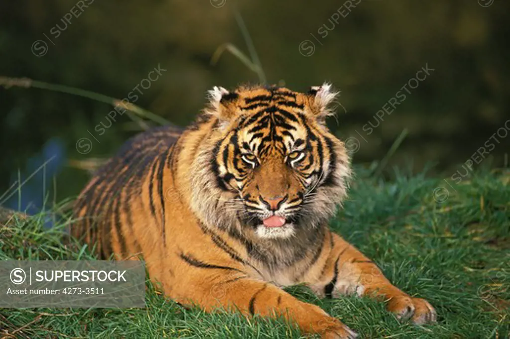 Sumatran Tiger Panthera Tigris Sumatrae, Adult Resting On Grass