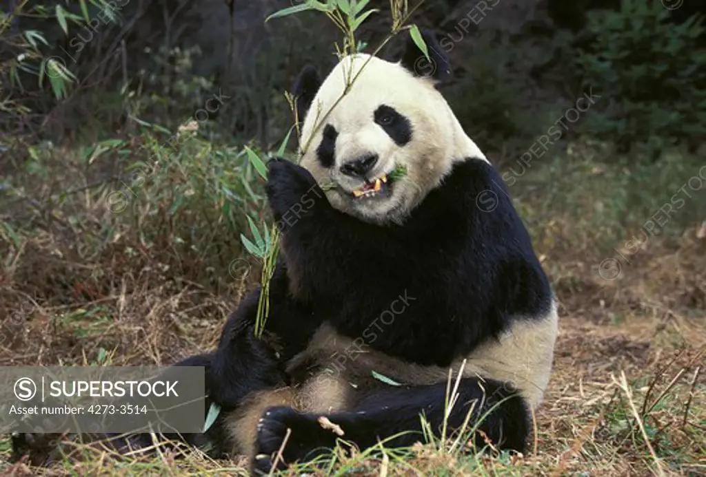 Giant Panda Ailuropoda Melanoleuca, Adult Eating Bamboo Leaves, Wolong Reserve In China