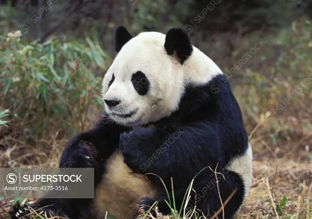Giant Panda Ailuropoda Melanoleuca, Adult, Wolong Reserve In China