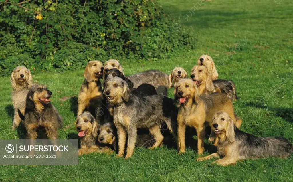 Griffon Nivernais Dog, Pack Of Adults