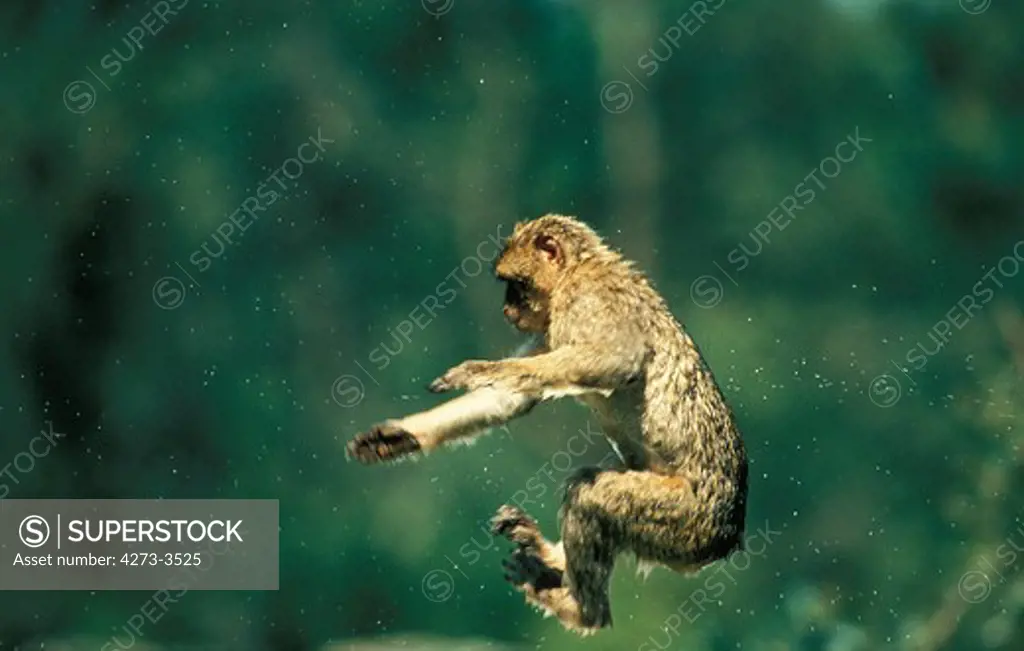 Barbary Macaque Macaca Sylvana, Adult Leaping