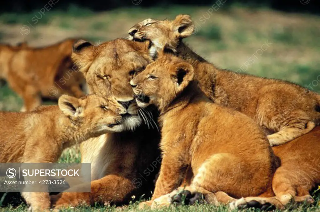 African Lion Panthera Leo, Female With Cub, Kenya