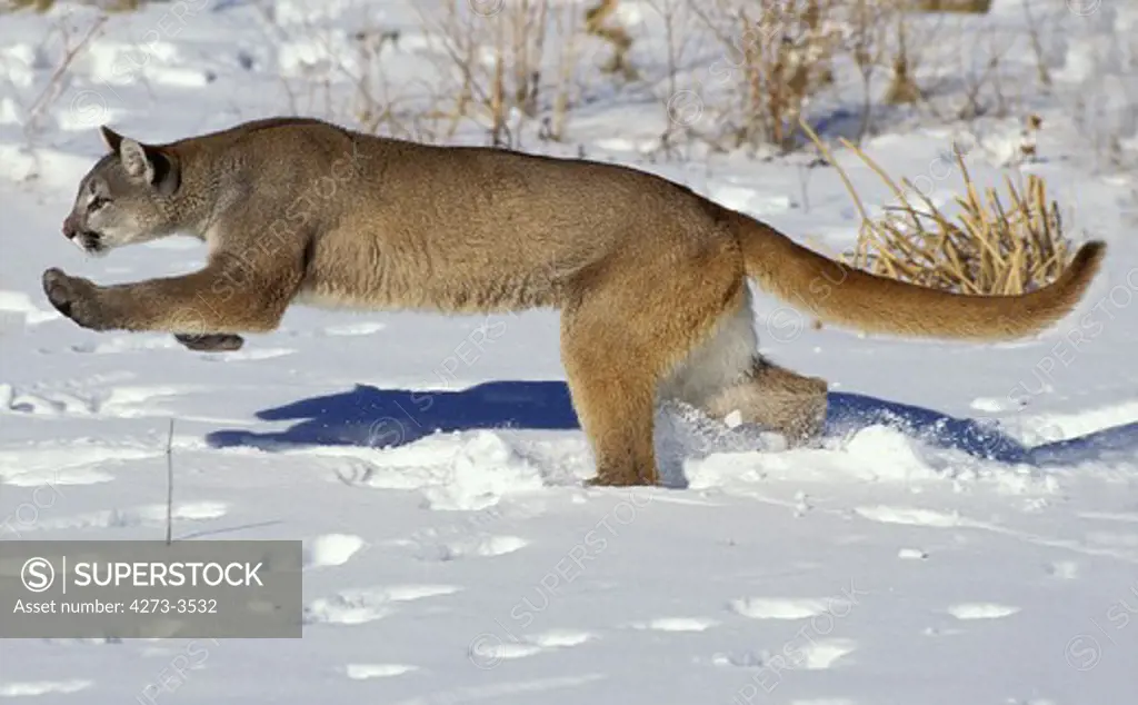 Cougar Puma Concolor, Adult Running Through Snow, Montana